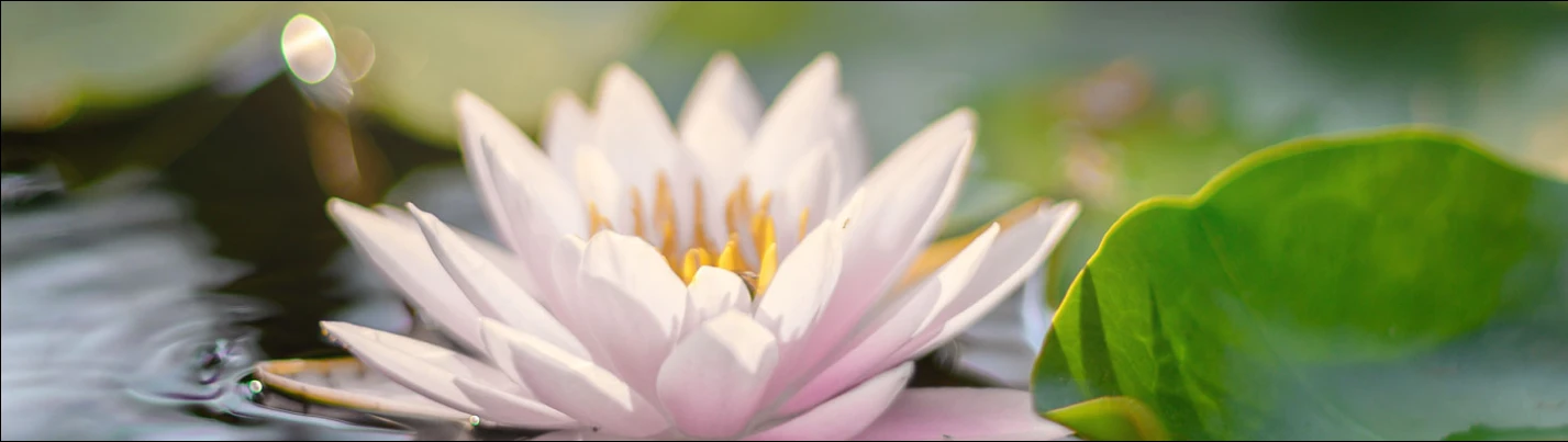 Water lily photo